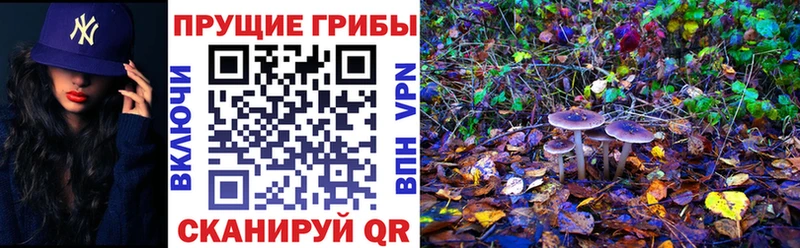hydra сайт  Черняховск  Псилоцибиновые грибы Magic Shrooms  нарко площадка Telegram  даркнет сайт 
